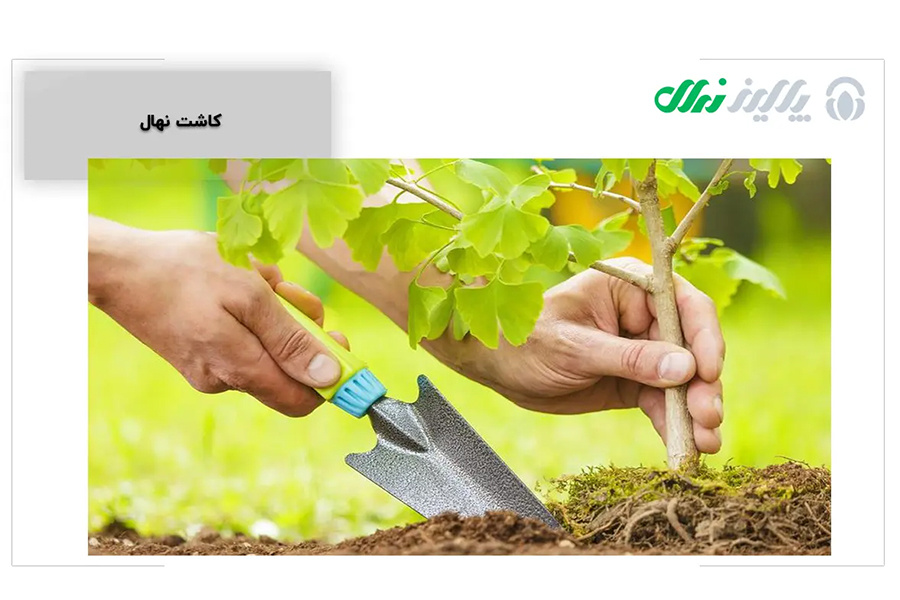 کاشت نهال میوه: انتخاب اصولی و مراقبت بهترین ثمره را به دست می­ آورد