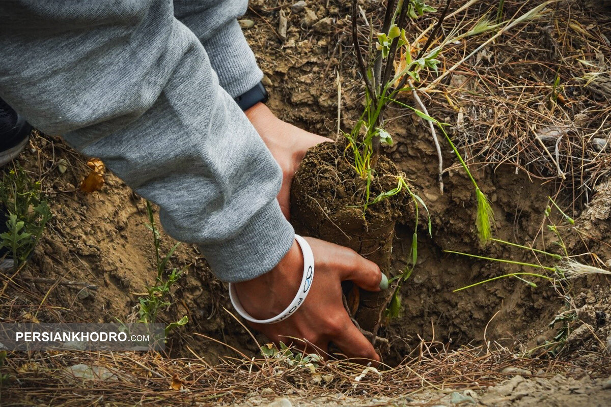 رویشگاه فونیکس