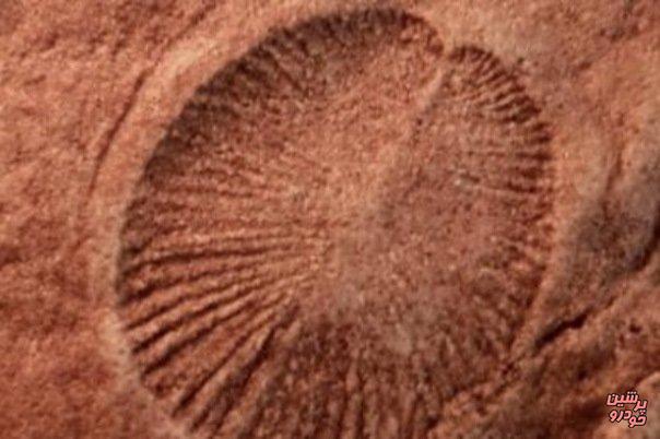 کهن ترین حیوان