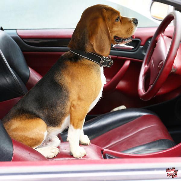 حیوان در خودرو