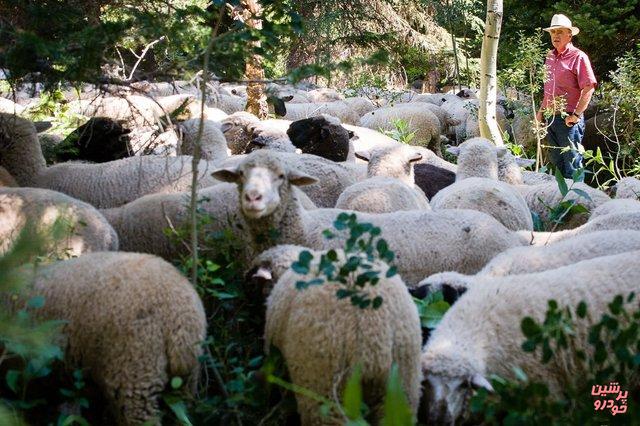 گوسفند در خیابهانهای پاریس