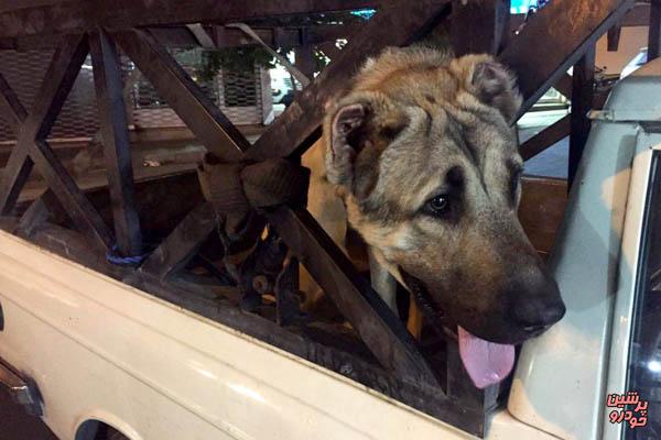 حیوان در خودرو