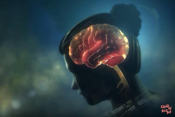 از مغز انسان چه می دانید