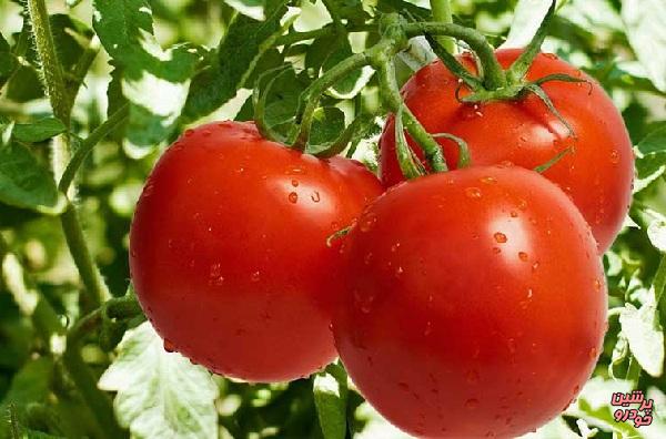 صادرات گوجه فرنگی ممنوع شد 