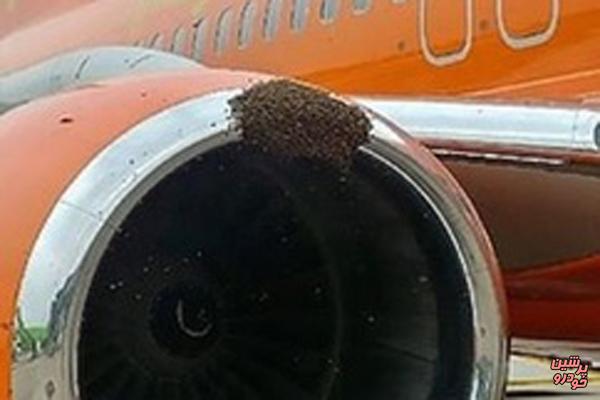 20 هزار زنبور  سه پرواز را به تاخیر انداختند + تصویر