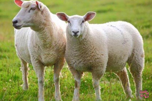 ناسا از پشم گوسفند فیلتر هوا ساخت