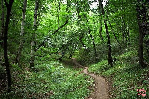 نصف جنگل‌های شمال از دست رفت