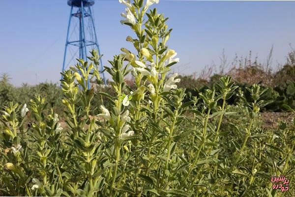 زرین گیاه، داروی نادر ایرانی برای درمان سرطان
