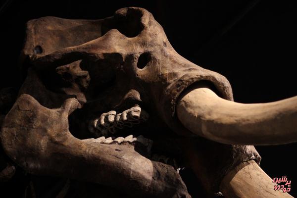 کشف دندان ماموت ماقبل تاریخ توسط یک سگ