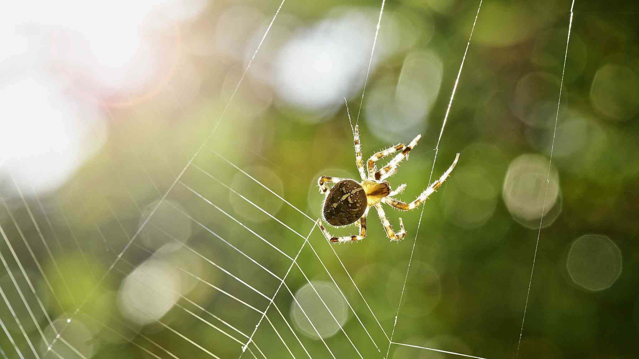 کشف عنکبوتی جدید در چین