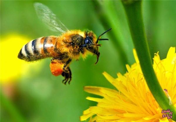 زنبورهای عسل شمارش بلدند!