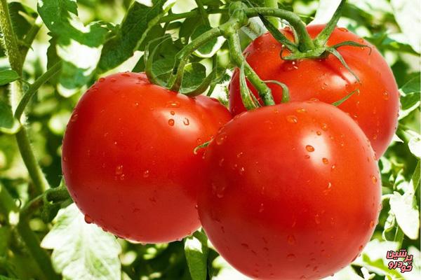 مهندسی ژنتیک طعم گوجه فرنگی را تند می کند