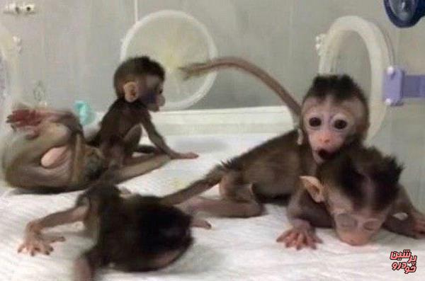 تولد 5 میمون شبیه سازی شده در چین