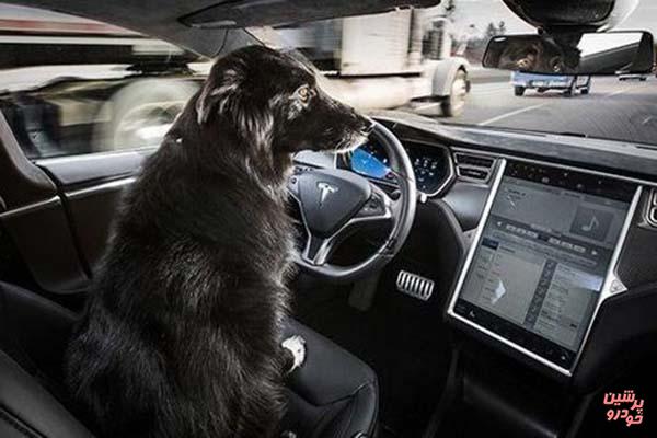 «وضعیت سگی» خودروی تسلا چه کاری انجام می دهد!؟