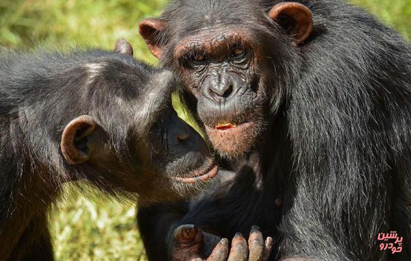 شامپانزه‌ها با هم حرف می‌زنند!