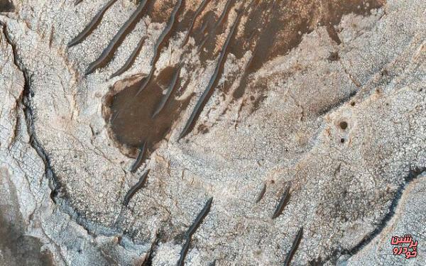 کرم‌های بیابان مریخ را ببینید
