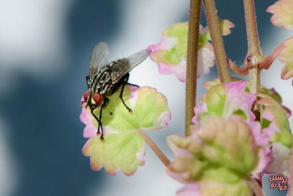 موفقیت در افزایش طول عمر حشرات