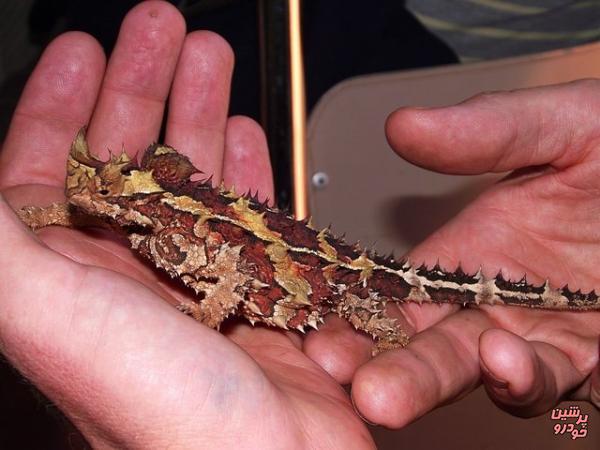  ۳ چمدان یک مسافر پر از مار، مارمولک، رتیل و ...!