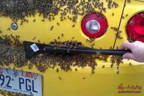 حمله زنبورها به یک خودرو+تصاویر