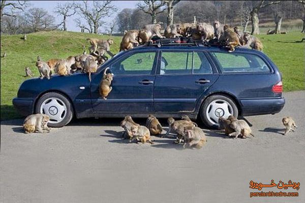 حمله میمون ها به یک خودرو+تصاویر