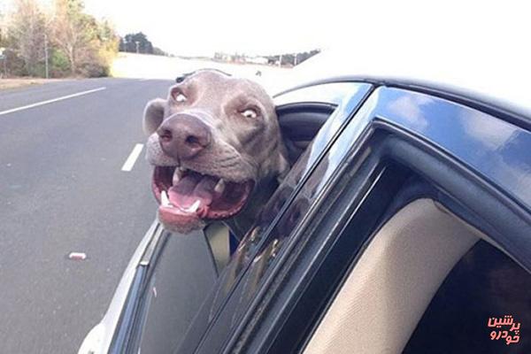 تصاویر بامزه از سگهای عشق ماشین! 