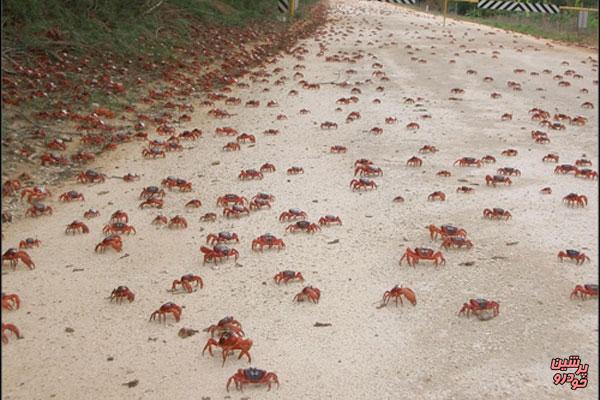 اقدام جالب استرالیا برای حفظ خرچنگ‌ها+عکس