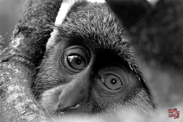 تصاویر زیبای عکاس ۱۸ ساله فرانسوی از حیات وحش 