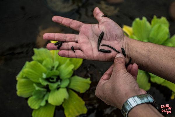 با پرورش زالو پولدار شوید