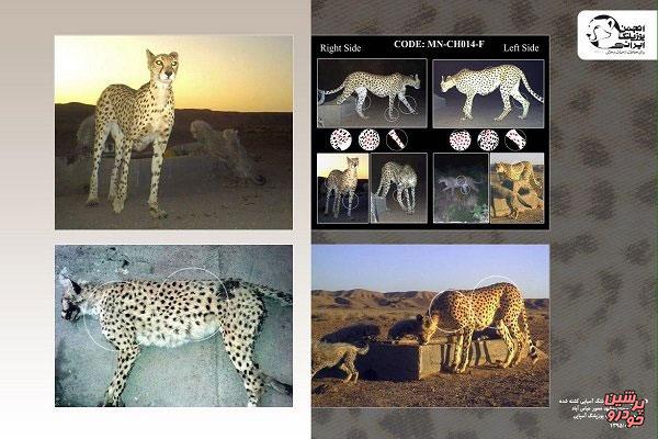 یوز تلف شده مادر حداقل ۴توله بود