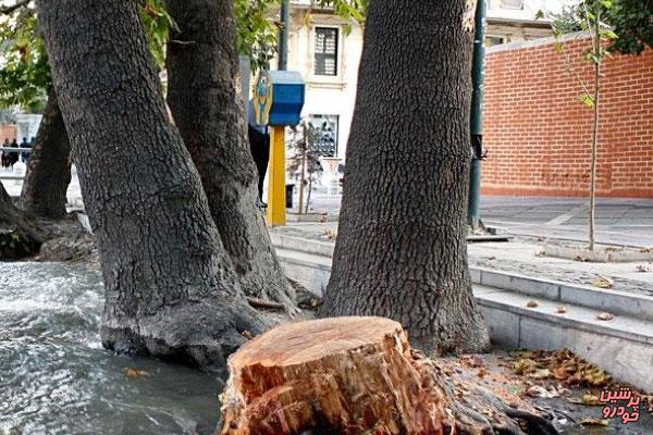 توضیحاتی درباره قطع درختان ولیعصر