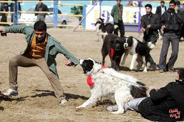 سگ‌هایی با قلاده نارنجی در شهر