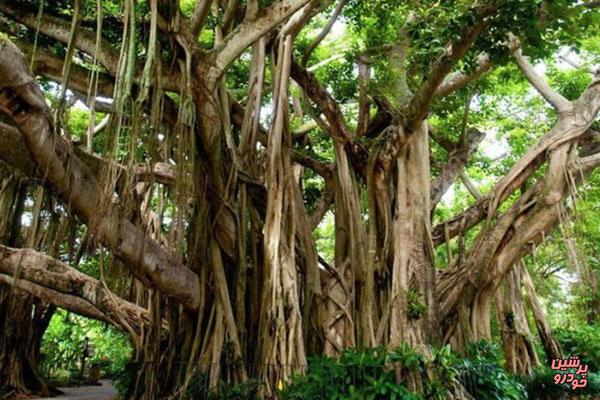 بزرگ ترین درخت مصنوعی جهان+عکس