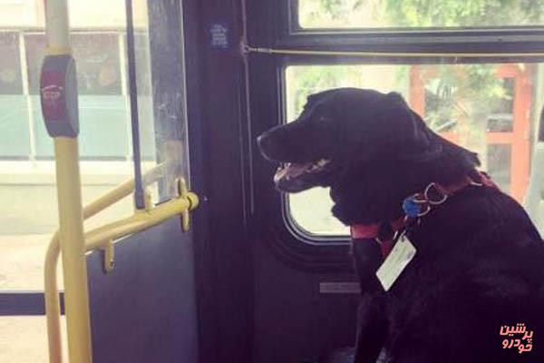 سگی که به تنهایی با اتوبوس سفر می‌کند