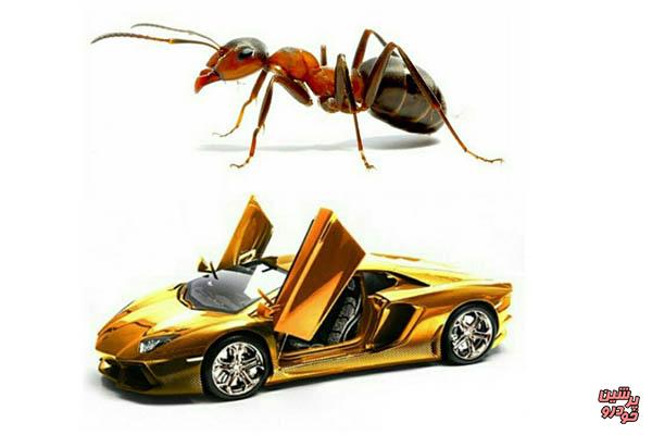 مورچه سرعت لامبورگینی دارد +عکس