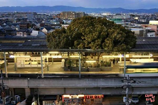 این ایستگاه قطار دور یک درخت ۷۰۰ ساله ساخته شده