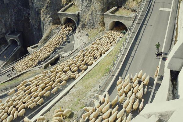 جاده هایی برای گوسفندان+تصویر