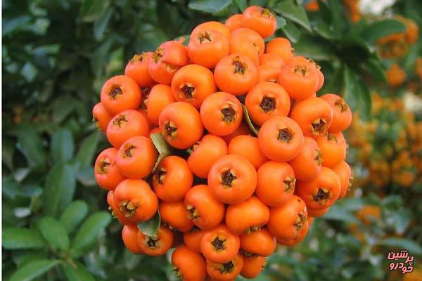 با خواص خرمالو برای بدن آشنا شوید