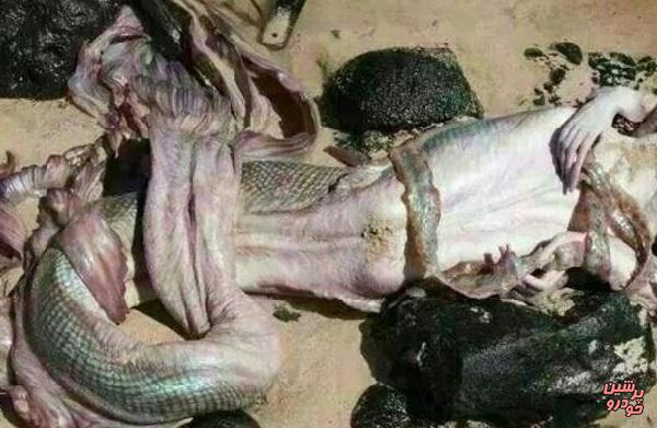 افسانه‌ی پریان دریایی+عکس