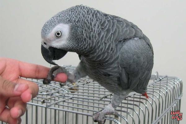 قیمت طوطی با صدای زنانه در بازار