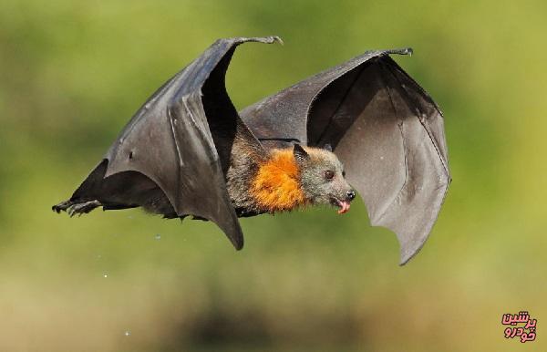 مرگ خفاش‌ها در پی گرمای بی‌سابقه 