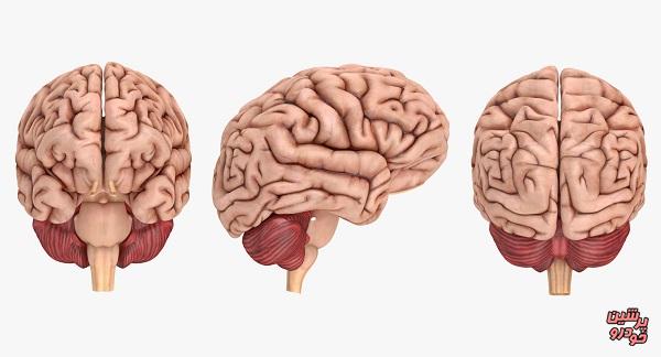 کشف زمان دقیق شکل‌گیری مغز انسان‌