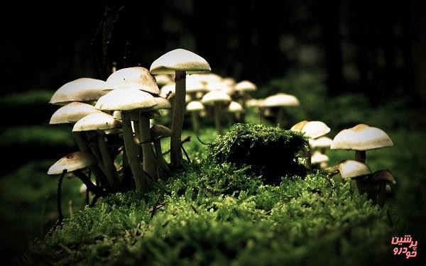 قارچ‌های جنگلی زیبا و ناشناخته