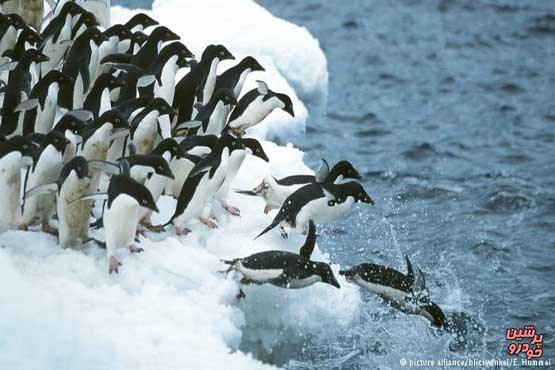 ۱/۵میلیون پنگوئن در جزیره‌ای متروکه