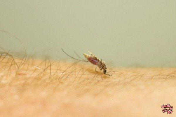 پشه‌های مقاوم به مالاریا ساخته شدند