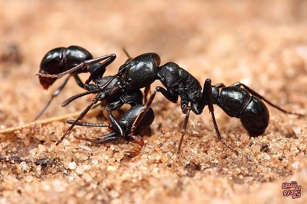 مورچه‌ ها تروریست انتحاری دارند