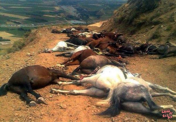کشتن اسب‌های کولبران!