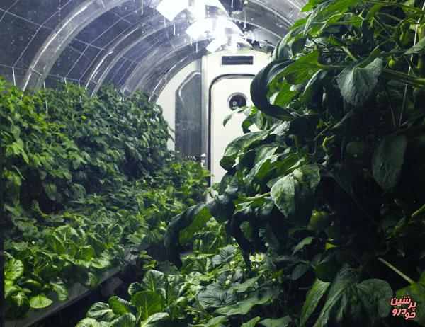 چالش ناسا برای پرورش گیاه در فضا