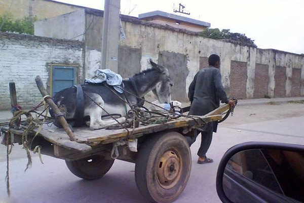 خری که به آرزویش رسید+تصویر