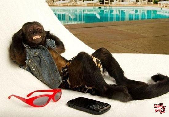 ثروتمندترین میمون جهان 