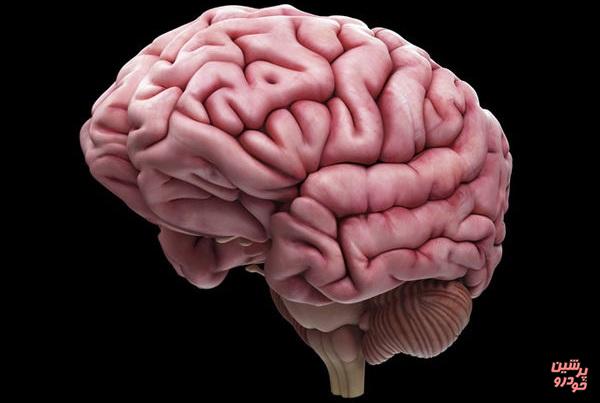 تهیه مدل سه بعدی مغز انسان
